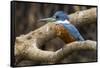 Brazil. A male Amazon kingfisher in the Pantanal.-Ralph H. Bendjebar-Framed Stretched Canvas