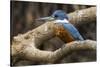 Brazil. A male Amazon kingfisher in the Pantanal.-Ralph H. Bendjebar-Stretched Canvas