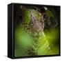 Brazil. A male jaguar resting along the banks of a river in the Pantanal-Ralph H. Bendjebar-Framed Stretched Canvas