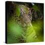 Brazil. A male jaguar resting along the banks of a river in the Pantanal-Ralph H. Bendjebar-Stretched Canvas