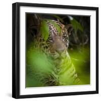 Brazil. A male jaguar resting along the banks of a river in the Pantanal-Ralph H. Bendjebar-Framed Premium Photographic Print