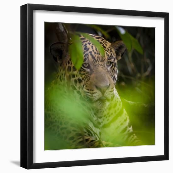 Brazil. A male jaguar resting along the banks of a river in the Pantanal-Ralph H. Bendjebar-Framed Premium Photographic Print