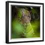 Brazil. A male jaguar resting along the banks of a river in the Pantanal-Ralph H. Bendjebar-Framed Premium Photographic Print