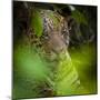 Brazil. A male jaguar resting along the banks of a river in the Pantanal-Ralph H. Bendjebar-Mounted Premium Photographic Print