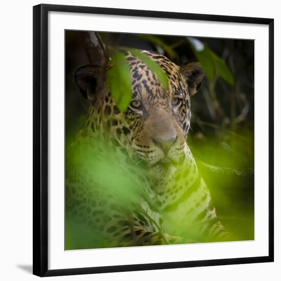 Brazil. A male jaguar resting along the banks of a river in the Pantanal-Ralph H. Bendjebar-Framed Photographic Print