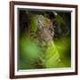 Brazil. A male jaguar resting along the banks of a river in the Pantanal-Ralph H. Bendjebar-Framed Photographic Print