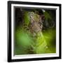 Brazil. A male jaguar resting along the banks of a river in the Pantanal-Ralph H. Bendjebar-Framed Photographic Print