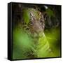 Brazil. A male jaguar resting along the banks of a river in the Pantanal-Ralph H. Bendjebar-Framed Stretched Canvas