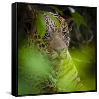 Brazil. A male jaguar resting along the banks of a river in the Pantanal-Ralph H. Bendjebar-Framed Stretched Canvas