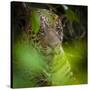 Brazil. A male jaguar resting along the banks of a river in the Pantanal-Ralph H. Bendjebar-Stretched Canvas