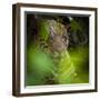 Brazil. A male jaguar resting along the banks of a river in the Pantanal-Ralph H. Bendjebar-Framed Photographic Print