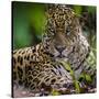 Brazil. A male jaguar resting along the banks of a river in the Pantanal-Ralph H. Bendjebar-Stretched Canvas