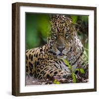 Brazil. A male jaguar resting along the banks of a river in the Pantanal-Ralph H. Bendjebar-Framed Photographic Print