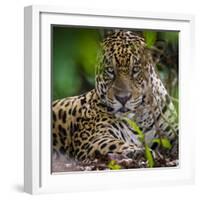 Brazil. A male jaguar resting along the banks of a river in the Pantanal-Ralph H. Bendjebar-Framed Photographic Print