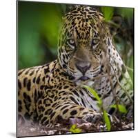 Brazil. A male jaguar resting along the banks of a river in the Pantanal-Ralph H. Bendjebar-Mounted Photographic Print