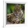 Brazil. A male jaguar resting along the banks of a river in the Pantanal-Ralph H. Bendjebar-Framed Photographic Print