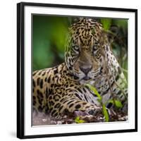 Brazil. A male jaguar resting along the banks of a river in the Pantanal-Ralph H. Bendjebar-Framed Photographic Print