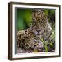 Brazil. A male jaguar resting along the banks of a river in the Pantanal-Ralph H. Bendjebar-Framed Premium Photographic Print