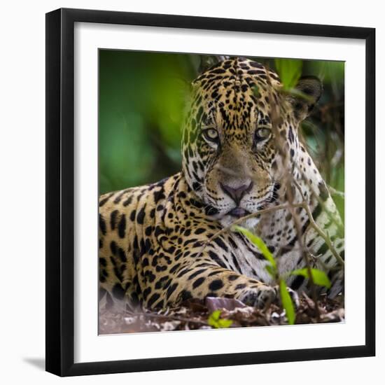 Brazil. A male jaguar resting along the banks of a river in the Pantanal-Ralph H. Bendjebar-Framed Premium Photographic Print