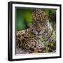 Brazil. A male jaguar resting along the banks of a river in the Pantanal-Ralph H. Bendjebar-Framed Premium Photographic Print