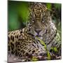 Brazil. A male jaguar resting along the banks of a river in the Pantanal-Ralph H. Bendjebar-Mounted Premium Photographic Print