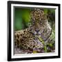 Brazil. A male jaguar resting along the banks of a river in the Pantanal-Ralph H. Bendjebar-Framed Photographic Print