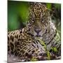 Brazil. A male jaguar resting along the banks of a river in the Pantanal-Ralph H. Bendjebar-Mounted Photographic Print