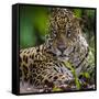 Brazil. A male jaguar resting along the banks of a river in the Pantanal-Ralph H. Bendjebar-Framed Stretched Canvas