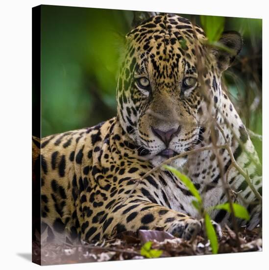 Brazil. A male jaguar resting along the banks of a river in the Pantanal-Ralph H. Bendjebar-Stretched Canvas