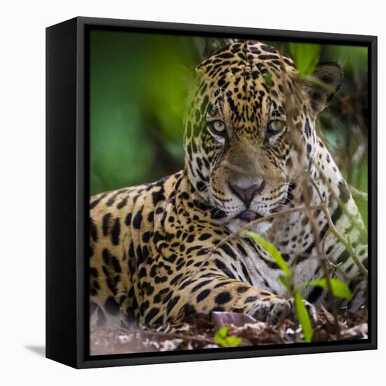 Brazil. A male jaguar resting along the banks of a river in the Pantanal-Ralph H. Bendjebar-Framed Stretched Canvas