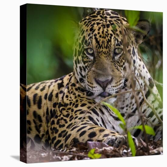 Brazil. A male jaguar resting along the banks of a river in the Pantanal-Ralph H. Bendjebar-Stretched Canvas