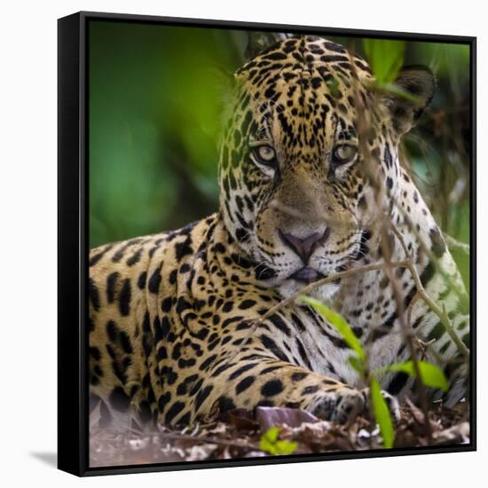 Brazil. A male jaguar resting along the banks of a river in the Pantanal-Ralph H. Bendjebar-Framed Stretched Canvas