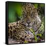 Brazil. A male jaguar resting along the banks of a river in the Pantanal-Ralph H. Bendjebar-Framed Stretched Canvas