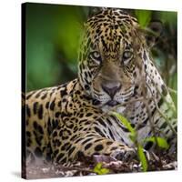 Brazil. A male jaguar resting along the banks of a river in the Pantanal-Ralph H. Bendjebar-Stretched Canvas