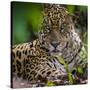 Brazil. A male jaguar resting along the banks of a river in the Pantanal-Ralph H. Bendjebar-Stretched Canvas