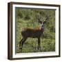 Brazil. A male marsh deer in the Pantanal.-Ralph H. Bendjebar-Framed Photographic Print