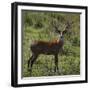 Brazil. A male marsh deer in the Pantanal.-Ralph H. Bendjebar-Framed Photographic Print