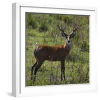 Brazil. A male marsh deer in the Pantanal.-Ralph H. Bendjebar-Framed Photographic Print