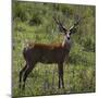 Brazil. A male marsh deer in the Pantanal.-Ralph H. Bendjebar-Mounted Photographic Print