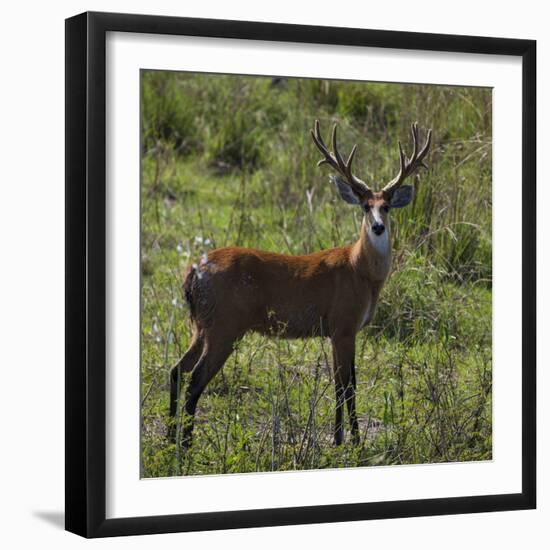 Brazil. A male marsh deer in the Pantanal.-Ralph H. Bendjebar-Framed Premium Photographic Print