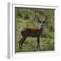 Brazil. A male marsh deer in the Pantanal.-Ralph H. Bendjebar-Framed Premium Photographic Print