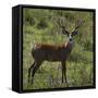 Brazil. A male marsh deer in the Pantanal.-Ralph H. Bendjebar-Framed Stretched Canvas