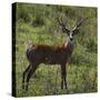 Brazil. A male marsh deer in the Pantanal.-Ralph H. Bendjebar-Stretched Canvas
