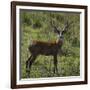 Brazil. A male marsh deer in the Pantanal.-Ralph H. Bendjebar-Framed Photographic Print