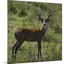 Brazil. A male marsh deer in the Pantanal.-Ralph H. Bendjebar-Mounted Photographic Print