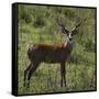 Brazil. A male marsh deer in the Pantanal.-Ralph H. Bendjebar-Framed Stretched Canvas
