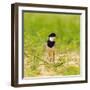 Brazil. A pied lapwing along the banks of a river in the Pantanal.-Ralph H. Bendjebar-Framed Photographic Print