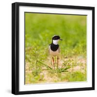 Brazil. A pied lapwing along the banks of a river in the Pantanal.-Ralph H. Bendjebar-Framed Photographic Print