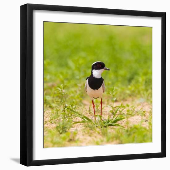 Brazil. A pied lapwing along the banks of a river in the Pantanal.-Ralph H. Bendjebar-Framed Photographic Print