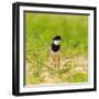 Brazil. A pied lapwing along the banks of a river in the Pantanal.-Ralph H. Bendjebar-Framed Photographic Print